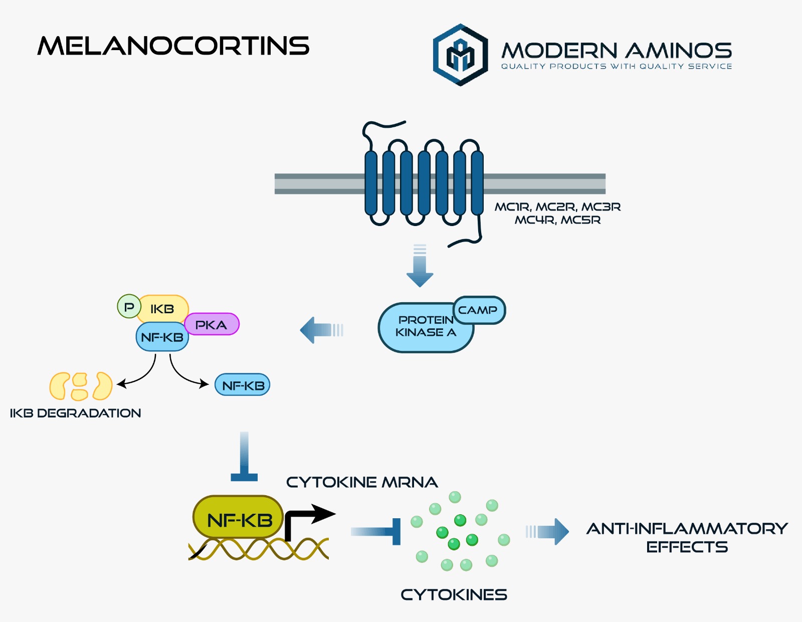 Role of Melanocortin Receptors in Biology