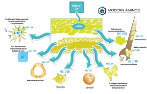 Understanding Angiogenesis The Process of Blood Vessel Formation