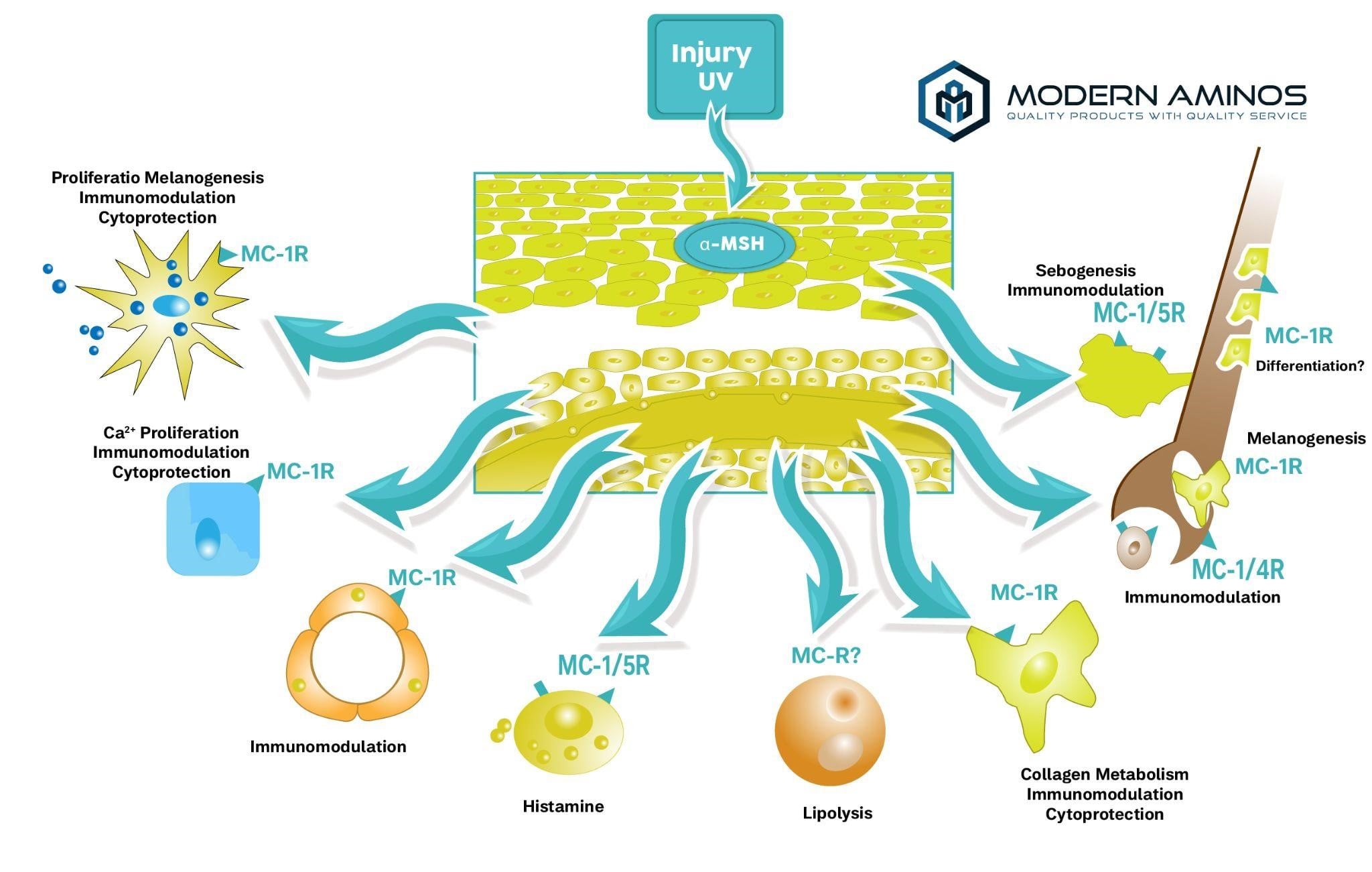 Understanding Angiogenesis The Process of Blood Vessel Formation